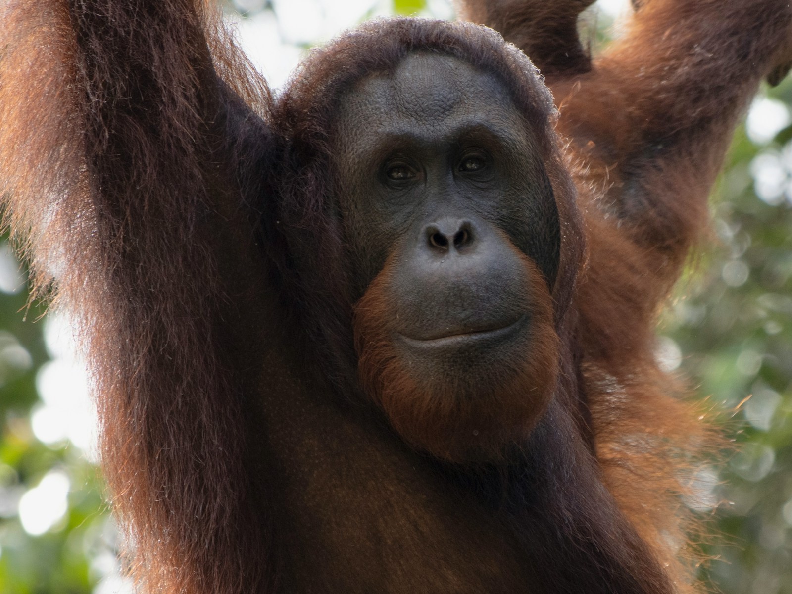 Kun je een orang-oetan tam maken? Kun je een orang-oetan tam maken?