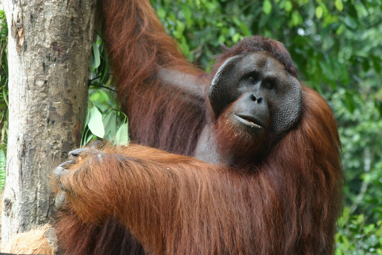 Welke bloemen eet een orang-oetan? Welke bloemen eet een orang-oetan?