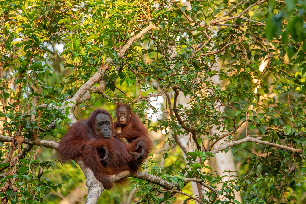 Hoeveel dieren leven er met de orang-oetan samen?
