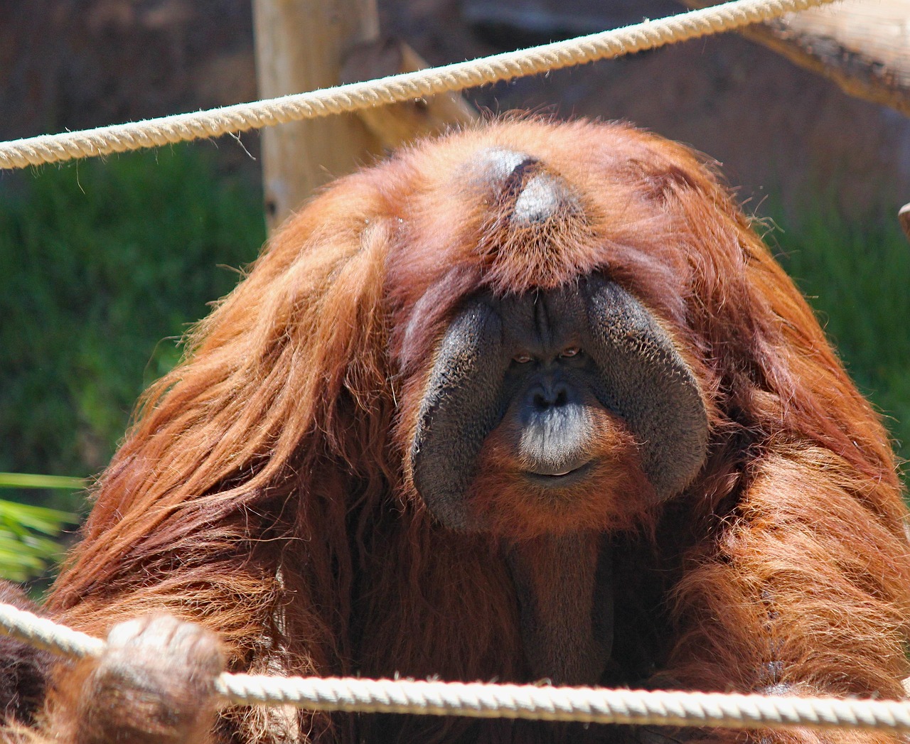 Kan een orang-oetan migreren?