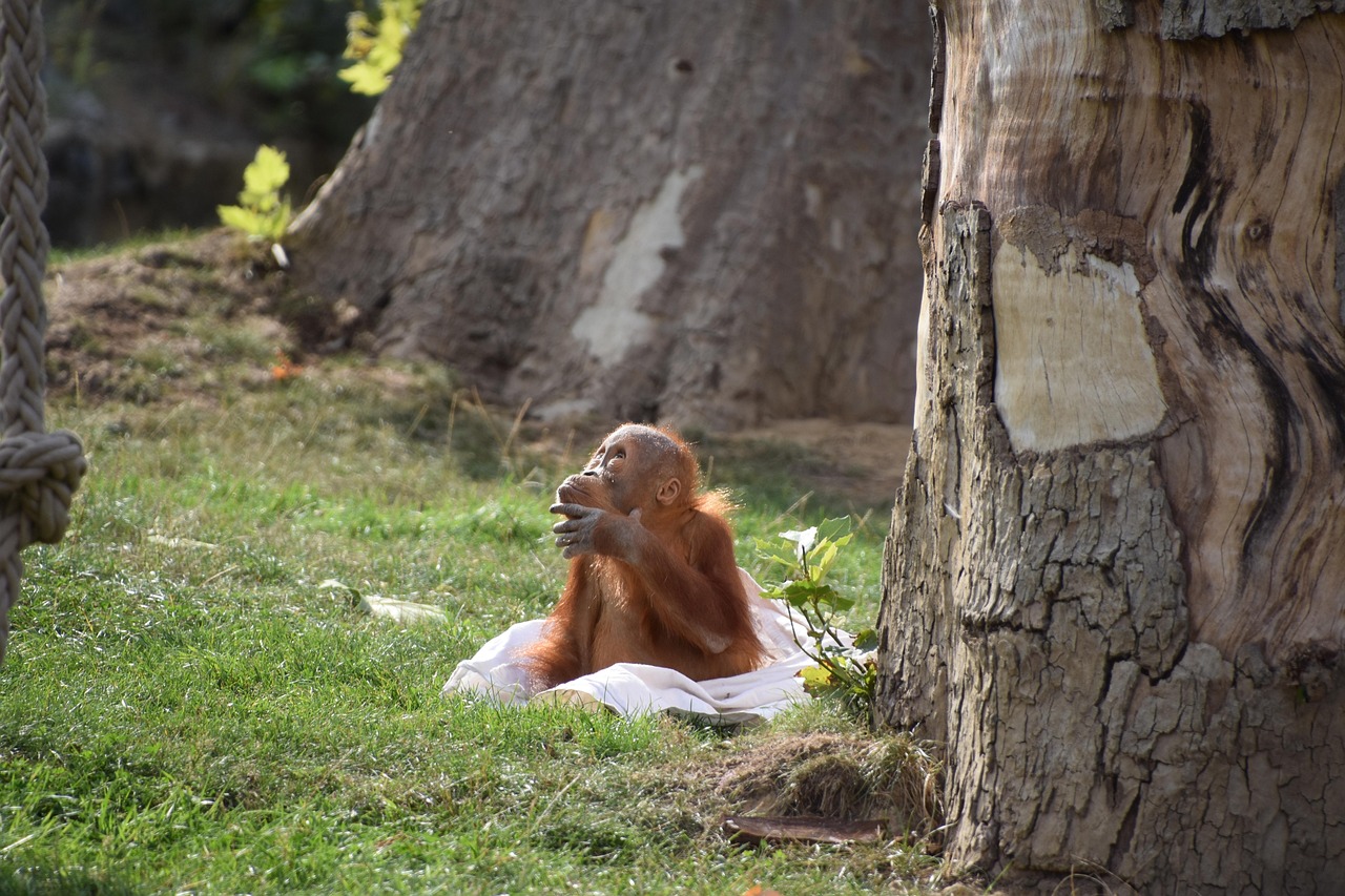 Is een orang-oetan gevaarlijk?