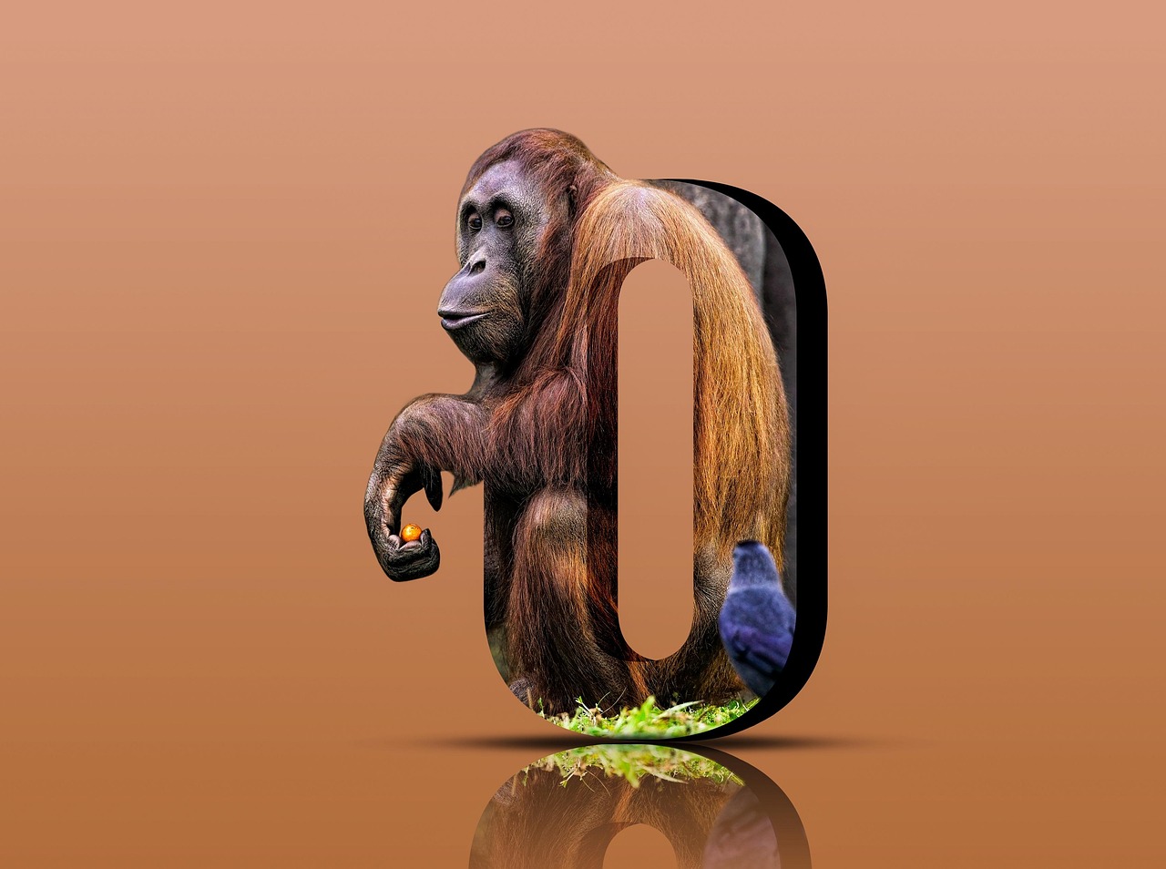 Wat zijn broedplaatsen van de orang-oetan?