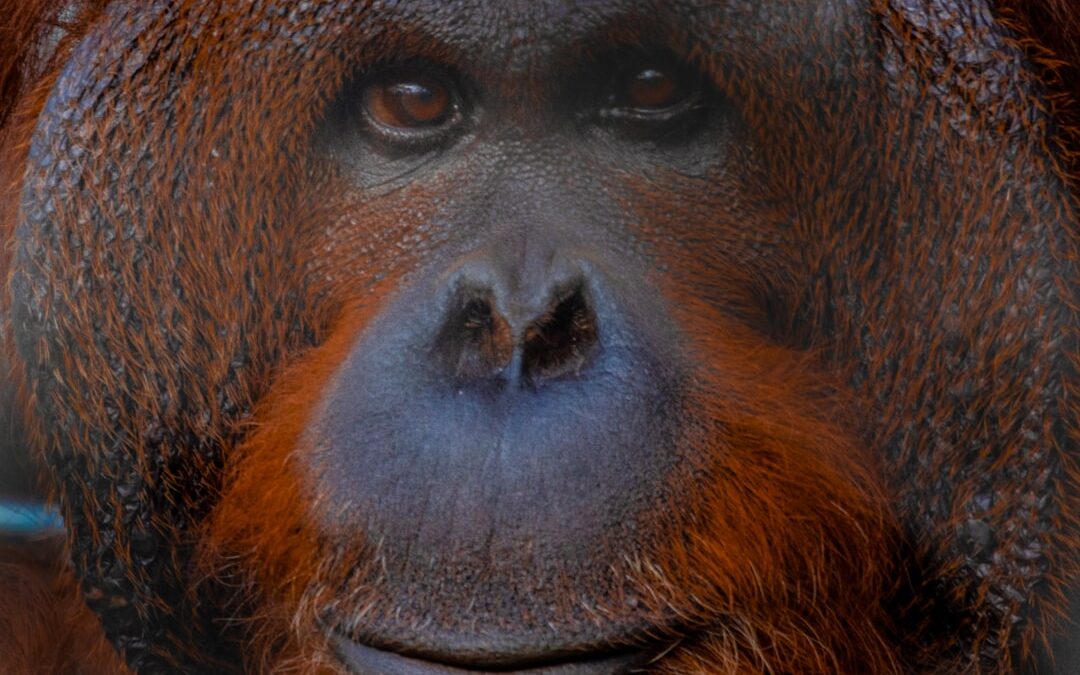 Heeft een orang-oetan gezichtsuitdrukking?