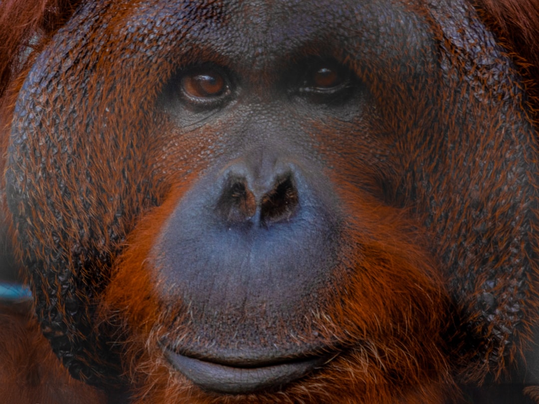 Heeft een orang-oetan gezichtsuitdrukking?