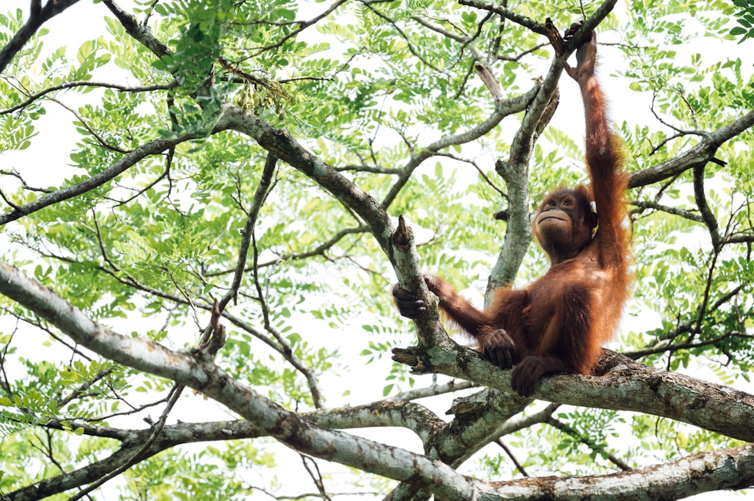 Hoe bouwen orang-oetans nesten in bomen? Hoe bouwen orang-oetans nesten in bomen?