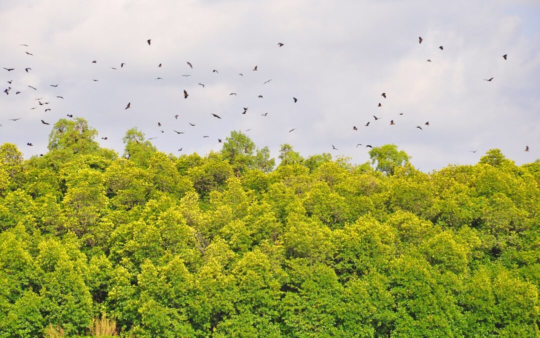 Waarom zijn bossen belangrijk voor biodiversiteit?