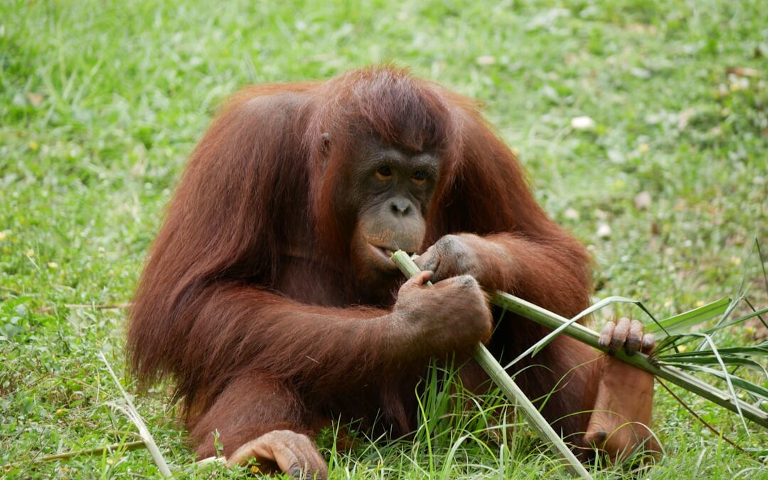 Gebruikt de orang-oetan gereedschap?