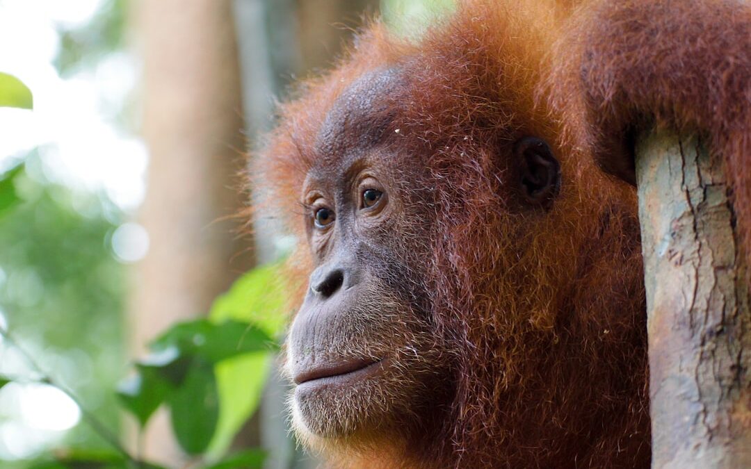 Kan het leefgebied van de orang-oetan worden uitgebreid?