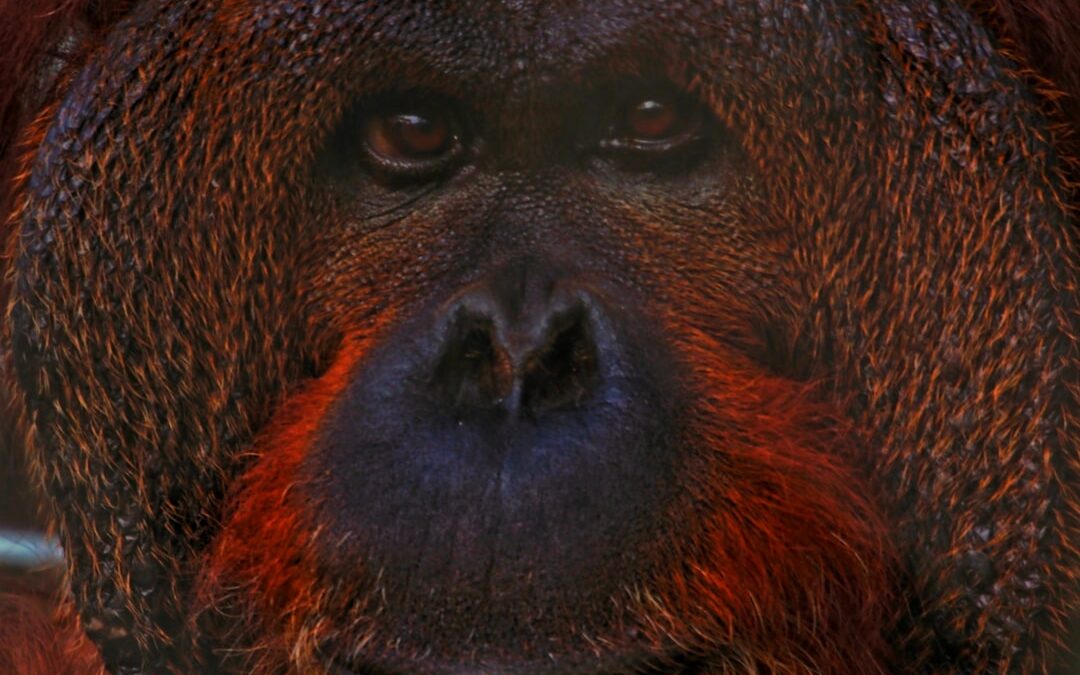 Hoe goed ziet een orang-oetan?