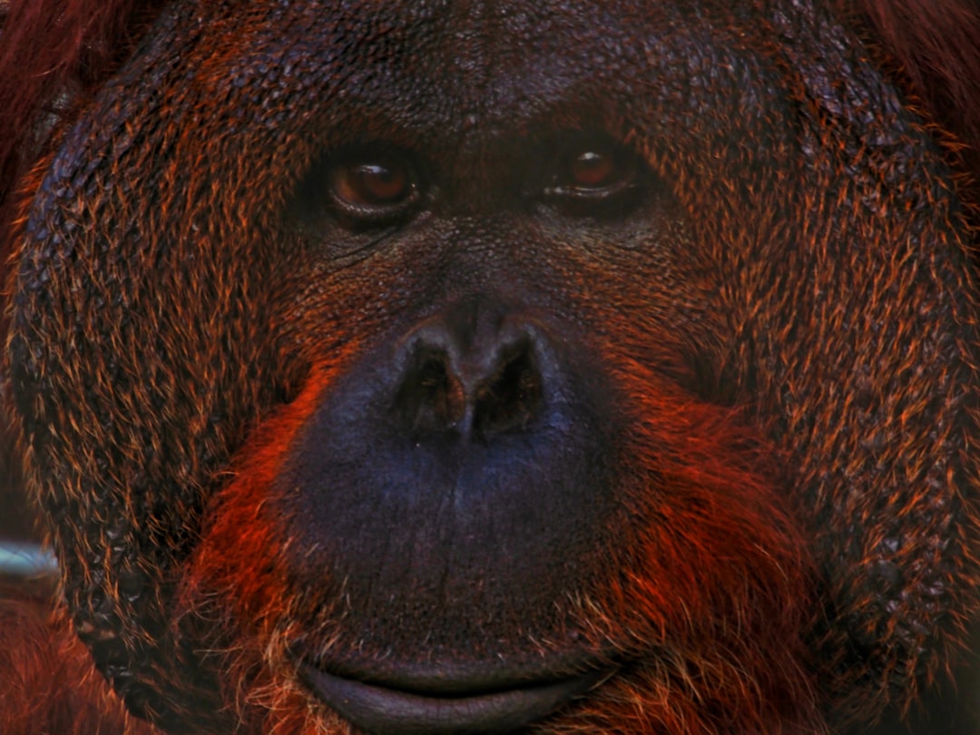 Hoe goed ziet een orang-oetan? Hoe goed ziet een orang-oetan?