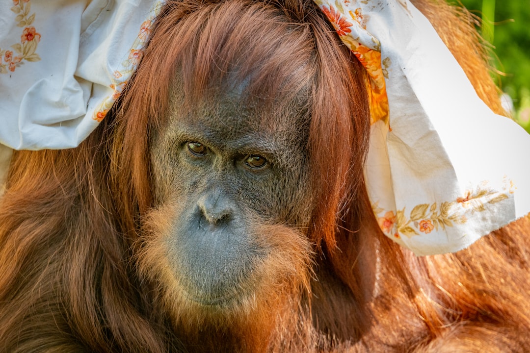 Heeft een orang-oetan een partner voor het leven?