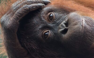 Wat is de levenscyclus van een orang-oetan?