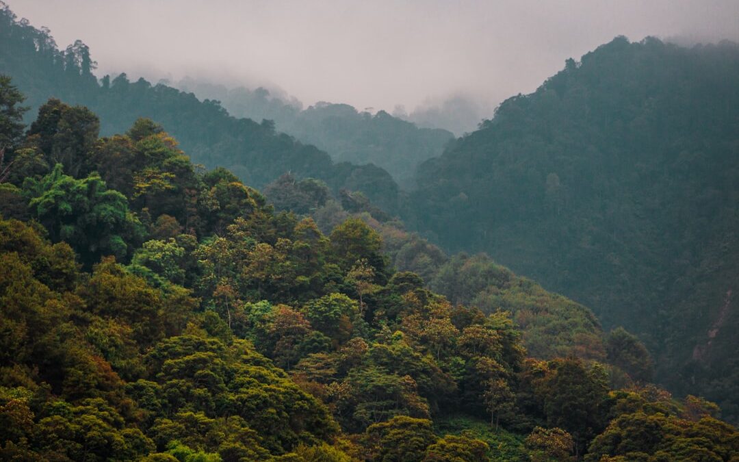 Hoe wordt regenwoud beschermd?