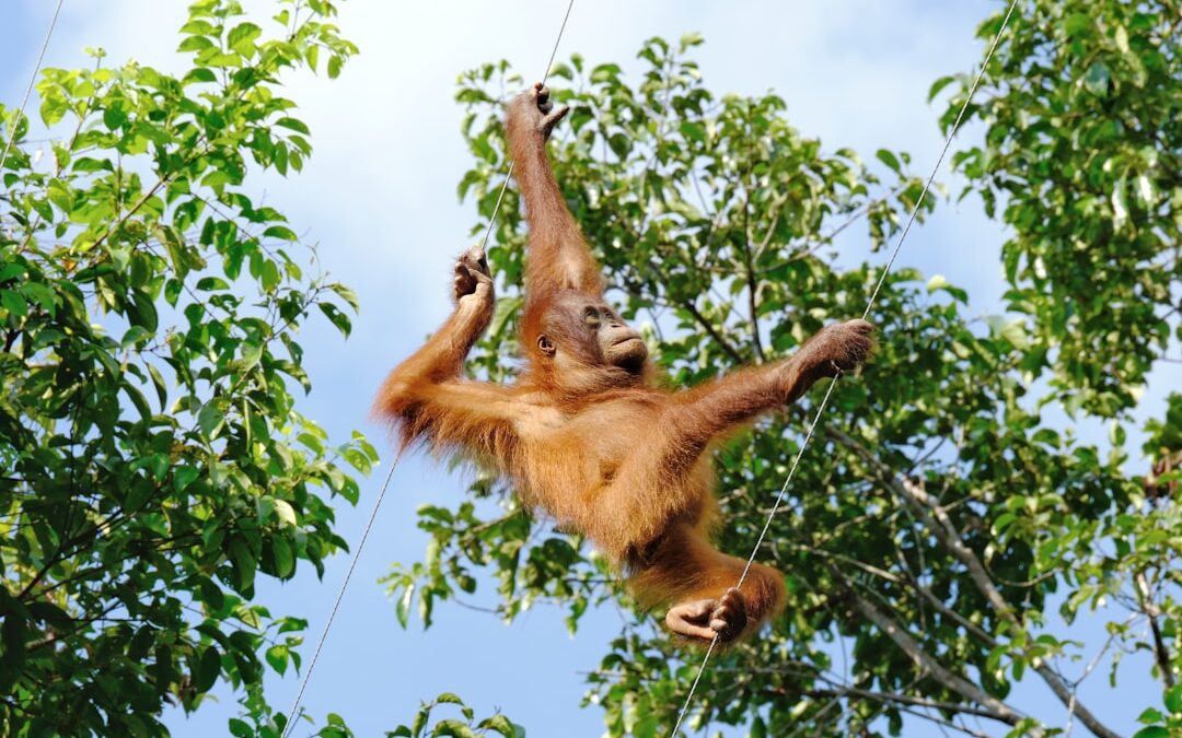 Waarom klimt de orang-oetan zo goed?