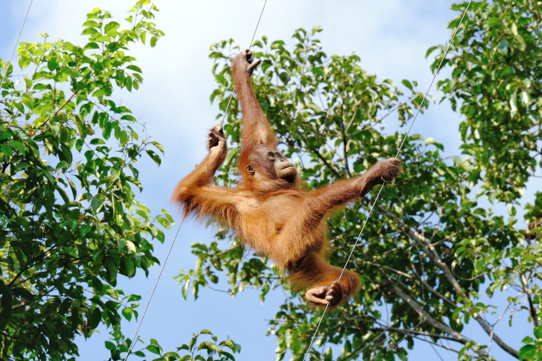 Waarom klimt de orang-oetan zo goed? Waarom klimt de orang-oetan zo goed?