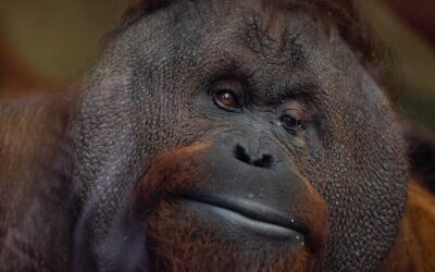 Wat is het verschil tussen een orang-oetan en een mens?