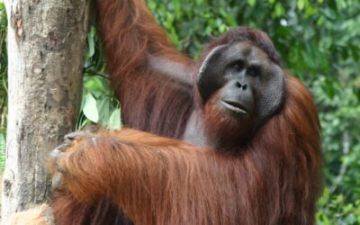 Zijn orang-oetans grappige dieren?