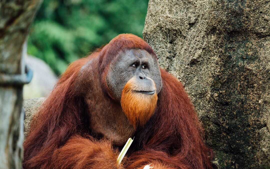 Hoe ziet het leefgebied van de orang-oetan eruit?