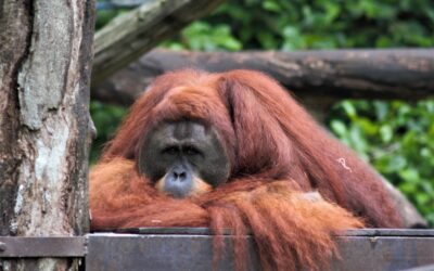 Is een orang-oetan lief?