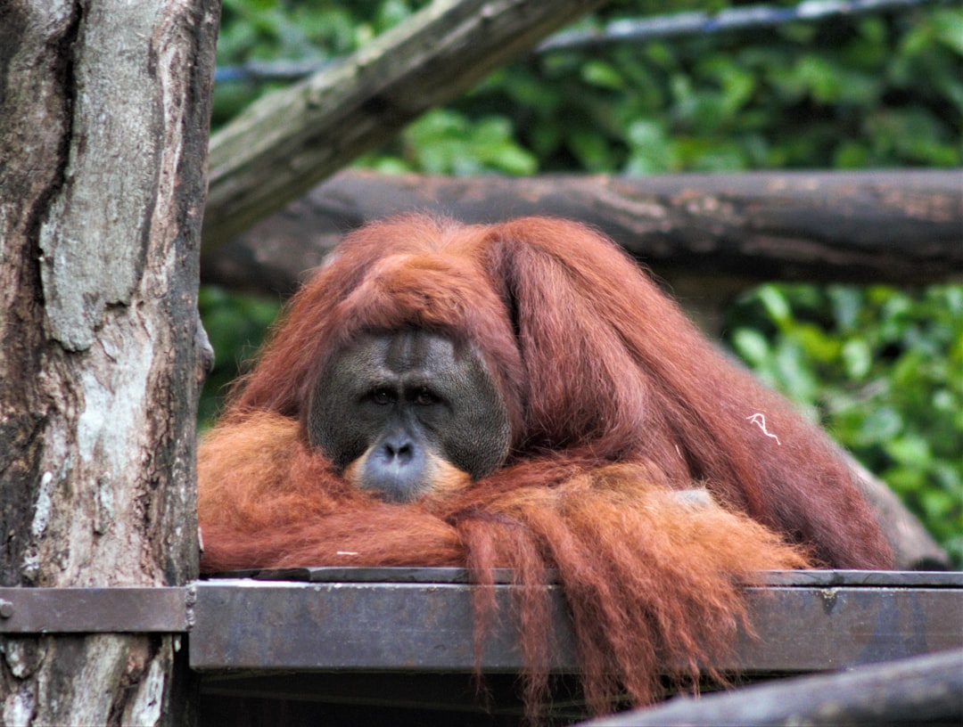 Is een orang-oetan lief?