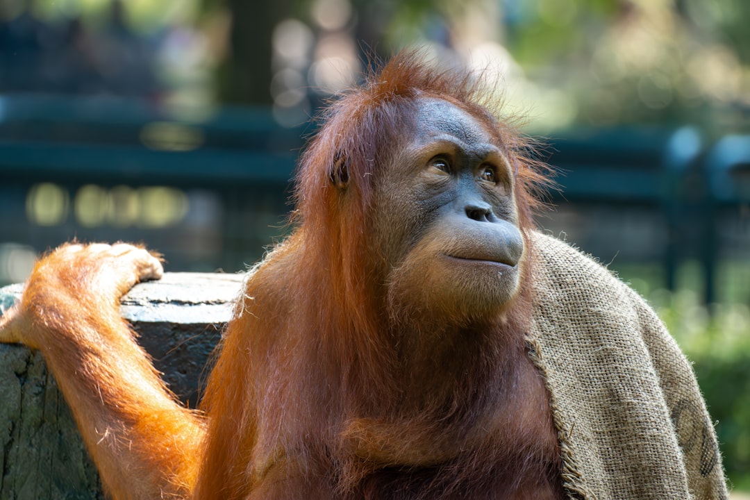 Vecht een orang-oetan met anderen?