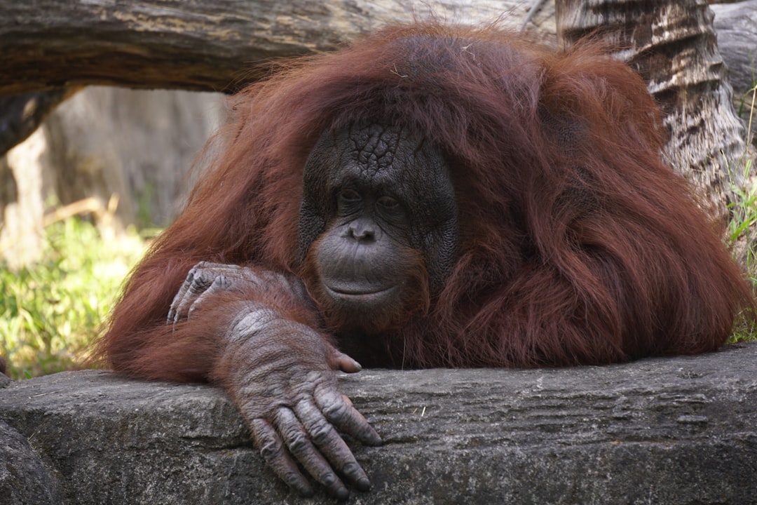 Hoeveel jongen krijgt een orang-oetan in haar leven?