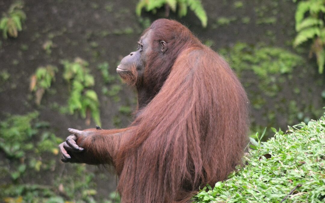 Hoeveel orang-oetans zijn er nog?