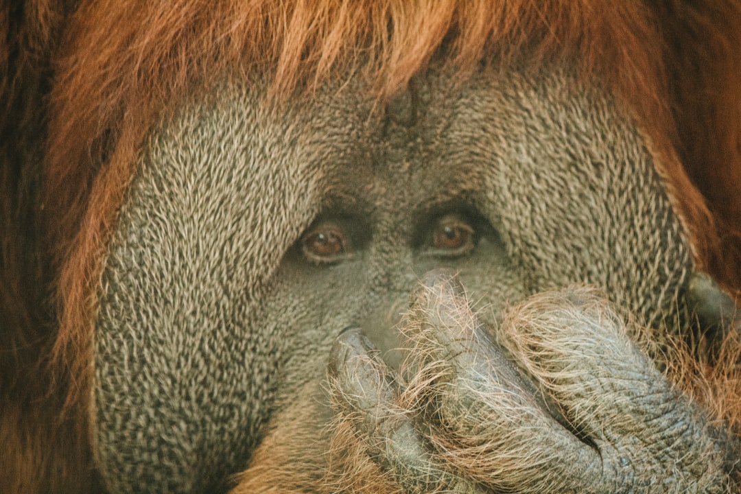 Kan een orang-oetan agressief worden?