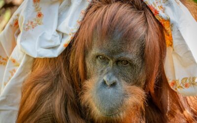 Hebben orang-oetans persoonlijkheden?