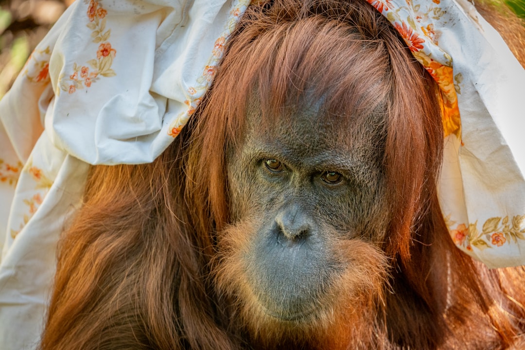 Hebben orang-oetans persoonlijkheden? Hebben orang-oetans persoonlijkheden?
