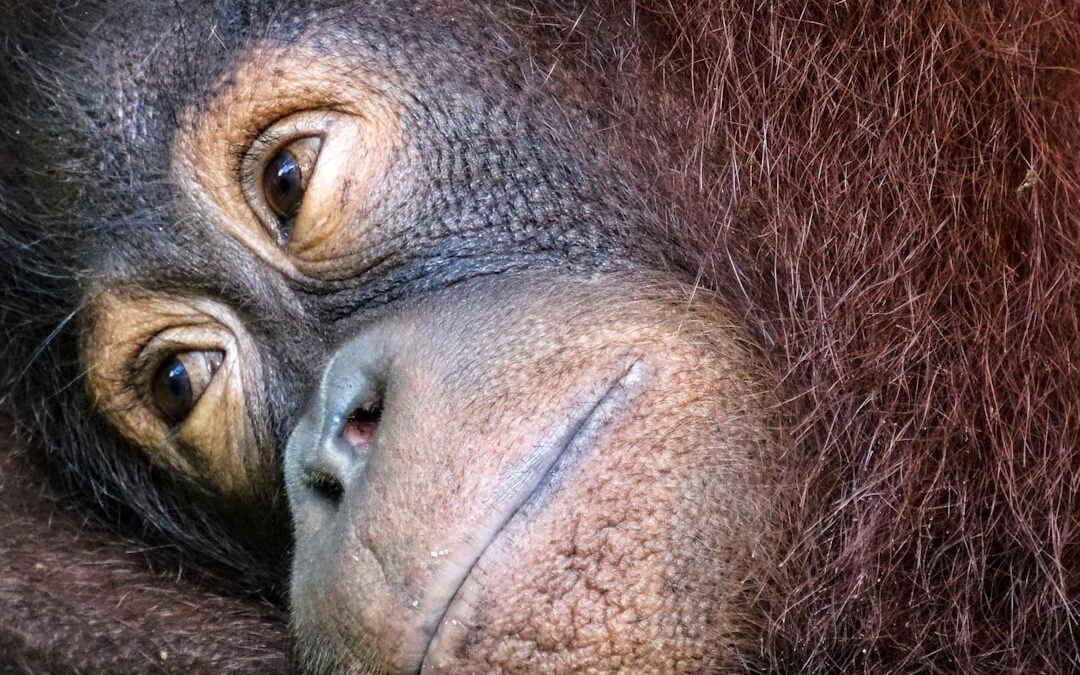Hoeveel baby’s krijgt een orang-oetan?