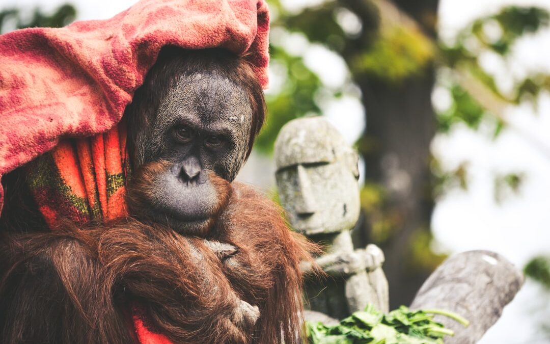 Wat is het karakter van een orang-oetan?