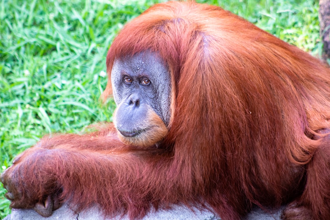 Wat is het paringsgedrag van een orang-oetan?