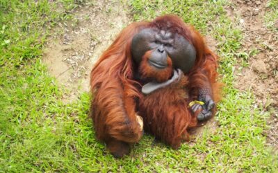 Kun je een orang-oetan leren schilderen?