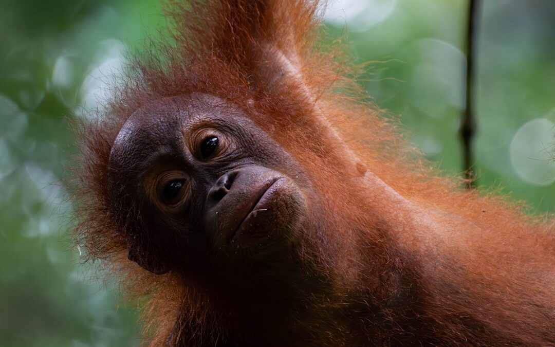 Wat doet een orang-oetan bij regen?