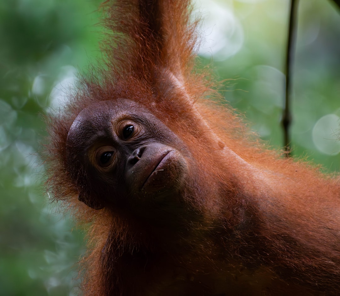 Wat doet een orang-oetan bij regen?