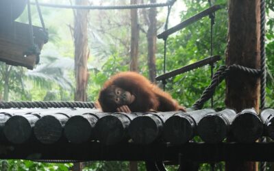 Slaapt een orang-oetan elke nacht in hetzelfde nest?