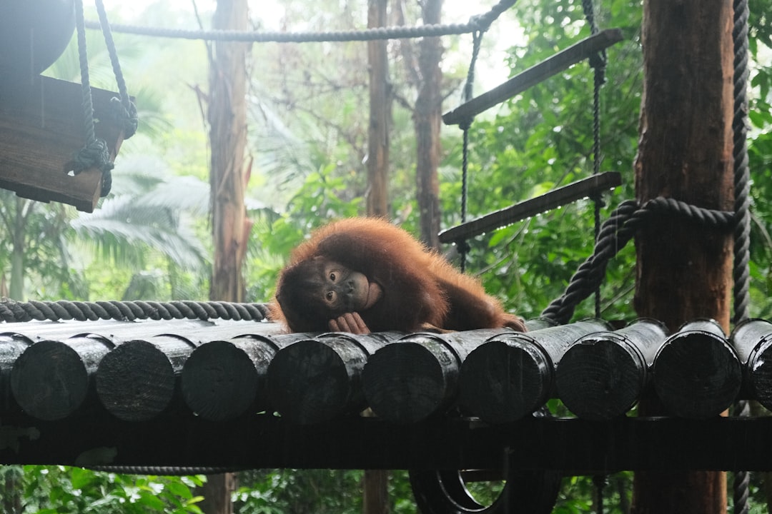 Slaapt een orang-oetan elke nacht in hetzelfde nest?