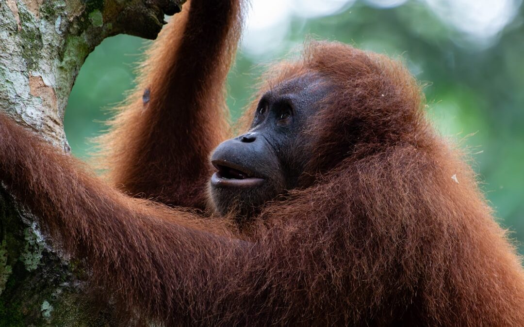 Is een orang-oetan overdag actief?