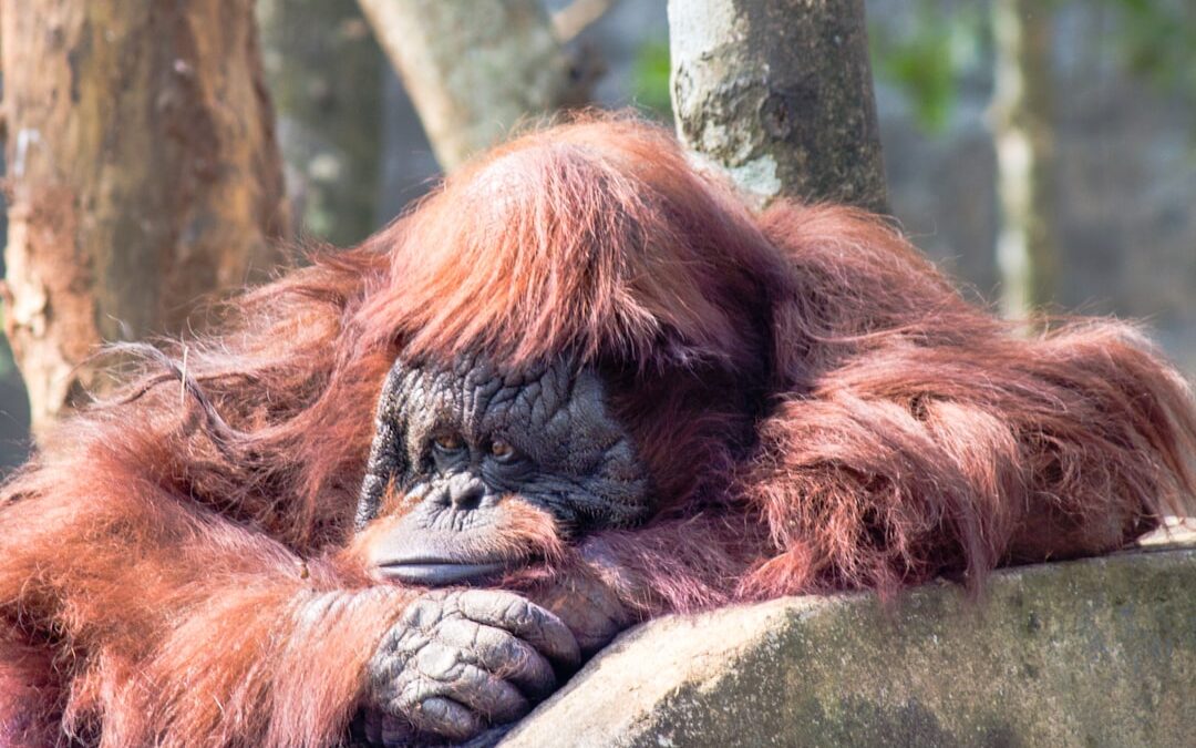 Wanneer slaapt een orang-oetan?