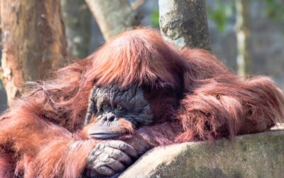 Wanneer slaapt een orang-oetan?
