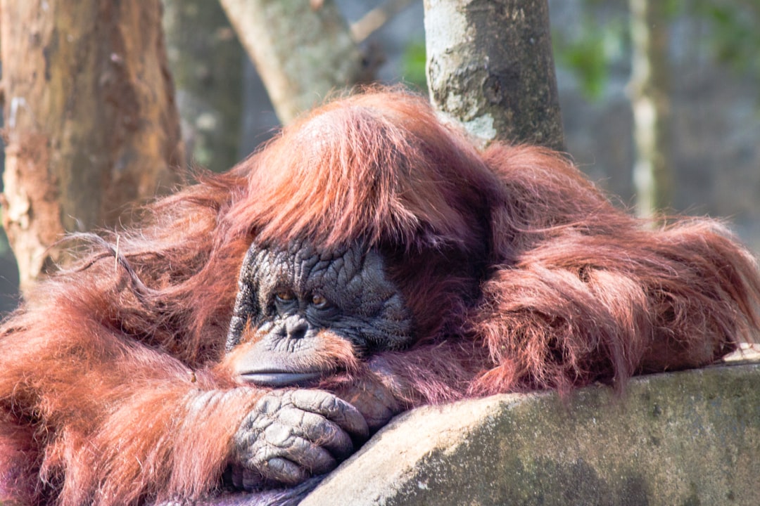 Wanneer slaapt een orang-oetan?