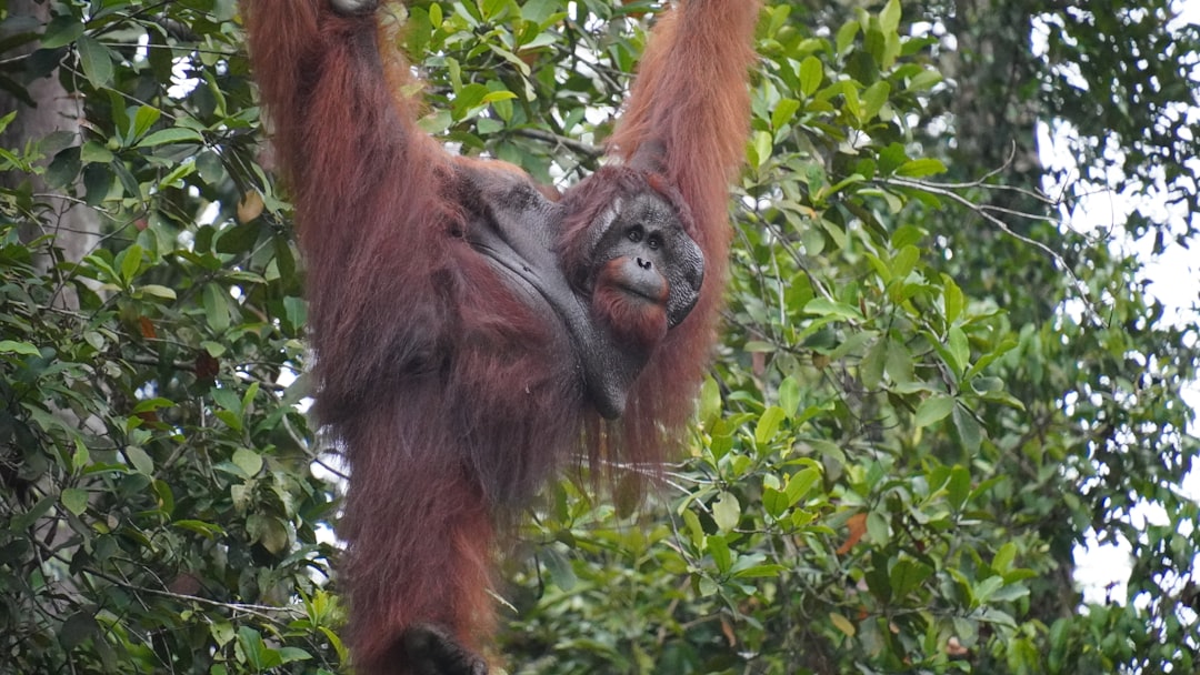 Hoe lang duurt het tot een orang-oetan weer vruchtbaar is?