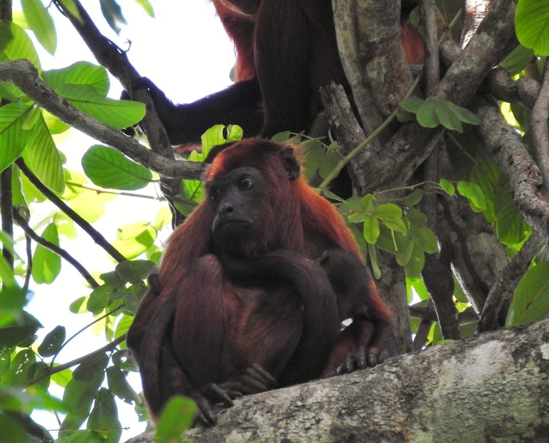 Wat is het broedseizoen van de orang-oetan?