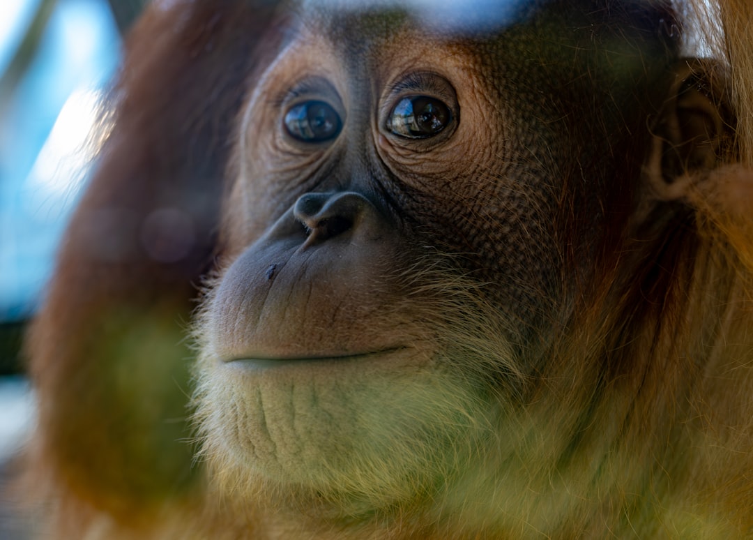 Herkennen orang-oetans zichzelf in een spiegel?