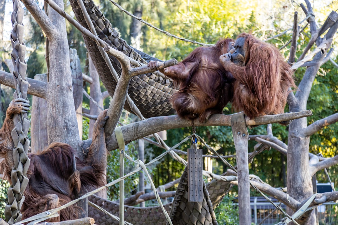 Hoe bouwt een orang-oetan een nest?