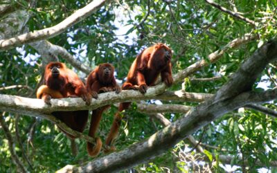 Maken jonge orang-oetans zelf een nest?