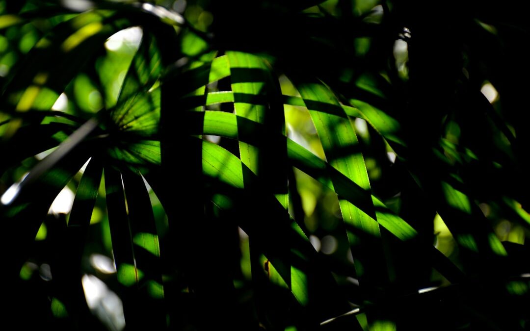 Wat is een tropisch loofbos?