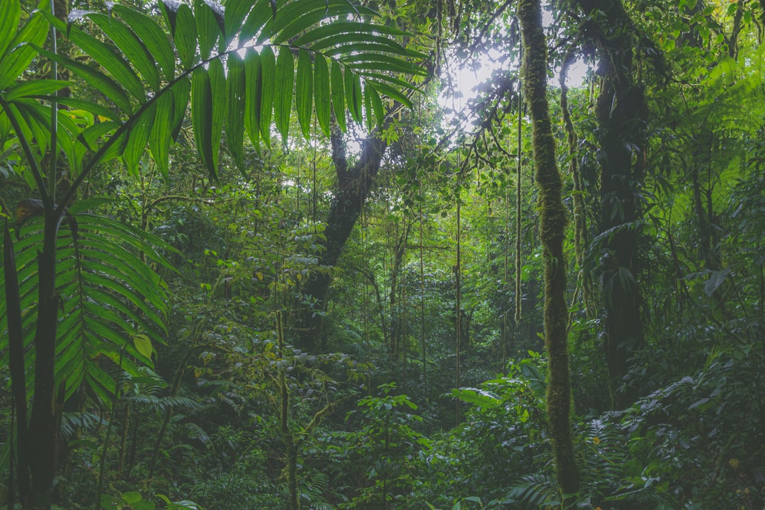 Wat is het verschil tussen een jungle en een regenwoud?