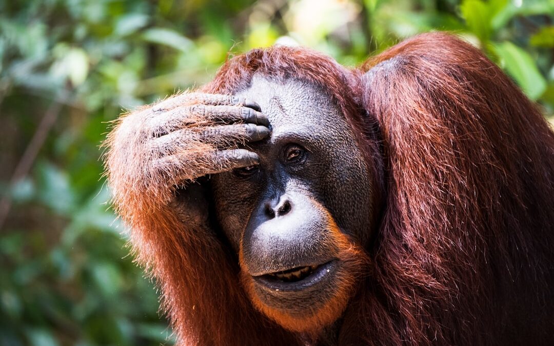 Hebben orang-oetans emoties?